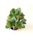 Crassula Arborescens Undulatifolia Sukulent Bitki 5.5cm Saksı 2