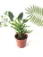 Crassula Muscosa Watch Prenses Çamı Sukulent Bitkisi 5.5cm Saksı 1