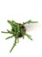 Crassula Muscosa Watch Prenses Çamı Sukulent Bitkisi 5.5cm Saksı 2