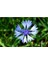 Mavi Kantaron Çiçek Tohumu - Centaurea Cyanus ~ 20 Tohum 1