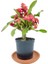 Kırmızı Euphorbia Milii (Dikenler Tacı) Çap 10.5 cm 1