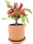 Kırmızı Euphorbia Milii (Dikenler Tacı) Çap 10.5 cm 1