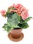 Tuberous Begonia (Yumrulu, Katmerli Begonya) Pembe 1