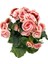 Tuberous Begonia (Yumrulu, Katmerli Begonya) Pembe 2