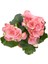 Tuberous Begonia (Yumrulu, Katmerli Begonya) Pembe 4