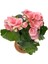 Tuberous Begonia (Yumrulu, Katmerli Begonya) Pembe 5