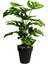 Yapay Ağaç Salon Bitkisi Monstera 70 cm 18 Yaprak Antrasit Saksıda 1