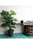 Yapay Ağaç Salon Bitkisi Monstera 70 cm 18 Yaprak Antrasit Saksıda 2