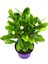 Euphorbia Milii Dikenler Tacı Beyaz Çiçek 1
