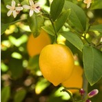 Mutlu Fidancım Tüplü Yediveren Limon Fidanı