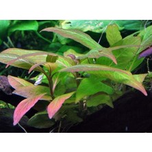 Akvaryum Bitkileri Hygrophila Compact Akvaryum Bitkileri Canlı Bitki 5 Dal