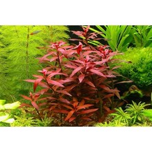 Akvaryum Bitkileri Hygrophila Compact Akvaryum Bitkileri Canlı Bitki 5 Dal