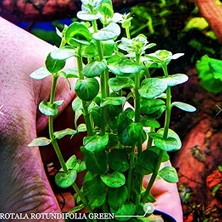 Woof Rotala Rotindifolia Kolay Akvaryum Bitkisi