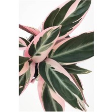 Serada Decor Plant Kalatya - Calathea Triostar Dua Çiçeği