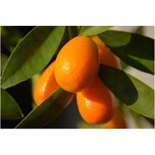 Akçalan Kamkat - Kumkuat (Citrus Fortunella) 40-50 cm