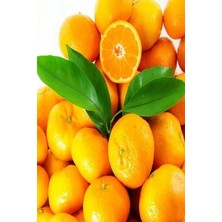 Fitaş Fidancılık Tüplü Yarı Bodur 7-10 Kütür Gemlik Zeytin Fidanı 4-5 Yaş (50-70 Cm)