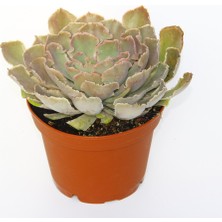 Tunç Botanik Echeveria - Büyük Boy Sukulent