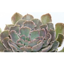 Tunç Botanik Echeveria - Büyük Boy Sukulent