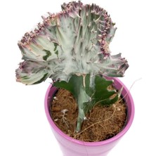 Euphorbia Lactea Cristata Aşılı Kaktüs