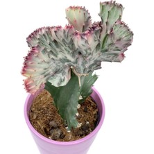 Euphorbia Lactea Cristata Aşılı Kaktüs