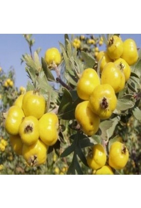 Fitaş Fidancılık Tüplü Aşılı Iri Meyveli Sarı Belen Alıç Fidanı