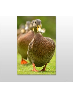 Technopa Ördek Kanvas Tablo 60 x 30