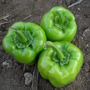 Bey Baharat + 20 Adet Dolmalık Biber Kandil Tohumu + Sürpriz Tohum