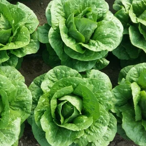 Bey Baharat + 20 Adet Marul Lital Tohumu + Sürpriz Tohum