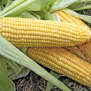 Bey Baharat + 20 Adet Tatlı Mısır Tohumu + Sürpriz Tohum