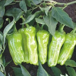 Bey Baharat + 20 Adet Biber Üçburun Tohumu + Sürpriz Tohum