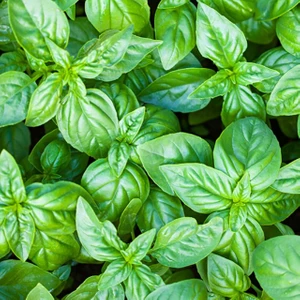 Bey Baharat + 20 Adet Yeşil Fesleğen Tohumu + Sürpriz Tohum