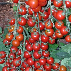 Bey Baharat + 20 Adet Chery Domates Çeri Tohumu + Sürpriz Tohum