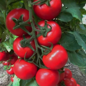 Bey Baharat + 20 Adet Domates Sırık Işık F1 Tohumu + Sürpriz Tohum