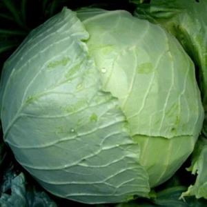 Bey Baharat + 20 Adet Beyaz Lahana Tohumu + Sürpriz Tohum