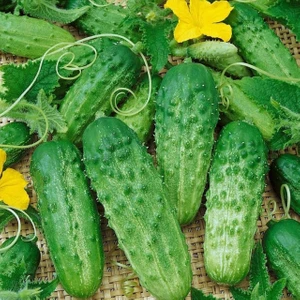 Bey Baharat + 20 Adet Kornişon Salatalık Hıyar Tohumu + Sürpriz Tohum