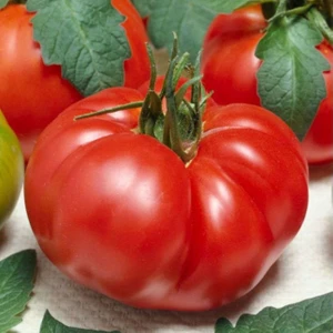 Bey Baharat + 20 Adet Domates Marmande Tohumu + Sürpriz Tohum