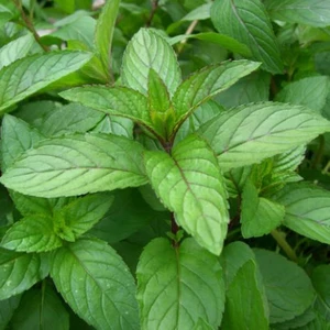 Bey Baharat + 20 Adet Nane Tohumu + Sürpriz Tohum