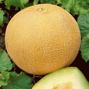 Bey Baharat + 20 Adet Kavun Ananas Tohumu + Sürpriz Tohum