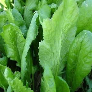 Bey Baharat + 50 Adet Tere Tohumu + Sürpriz Tohum