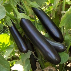 Bey Baharat + 20 Adet Kemer Patlıcan Tohumu + Sürpriz Tohum