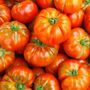 Bey Baharat + 20 Adet Köy Domatesi Tohumu + Sürpriz Tohum