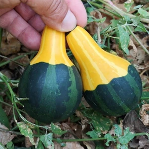 Bey Baharat + 5 Adet Süs Kabağı Tohumu + Sürpriz Tohum