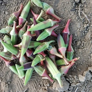 Bey Baharat + 20 Adet Bamya Kınalı Tohumu + Sürpriz Tohum