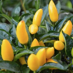 Bey Baharat + 20 Adet Sarı Süs Cin Biber Tohumu + Sürpriz Tohum