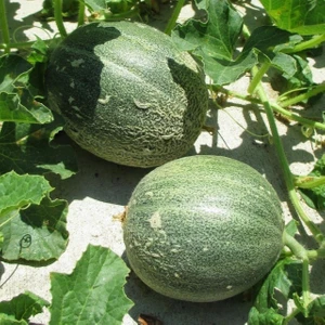 Bey Baharat + 20 Adet Hasanbey Kavun Tohumu + Sürpriz Tohum