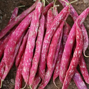 Bey Baharat + 20 Adet Oturak Barbunya Tohumu + Sürpriz Tohum