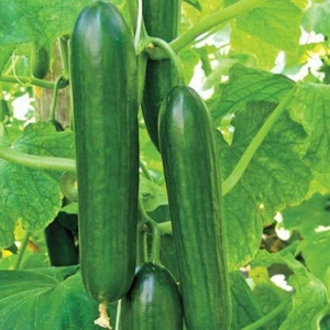 Bey Baharat + 20 Adet Hıyar Salatalık Beith Alpha Tohumu + Tohum