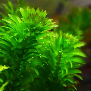 Eledoa Densa ( Egeria) Akvaryum Bitkisi,canlı Bitki 5 Dal - 30 cm