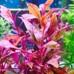 Alternanthera Sessilis Akvaryum Canlı Bitki 5 Dal