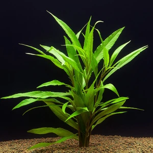 Hygrophila Salicifolia Akvaryum Bitkisi 5 Dal